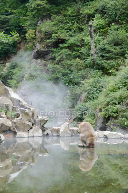 Lindo mono tomando baño en estanque - foto de stock