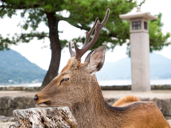 Calm deer resting in zoo — Stock Photo
