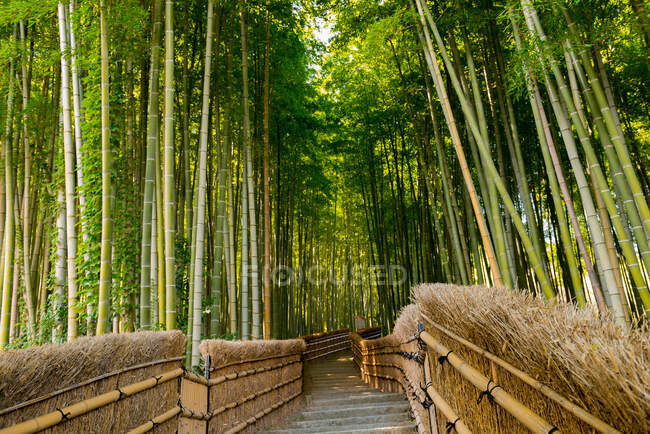 Bela floresta de bambu e grama — Fotografia de Stock