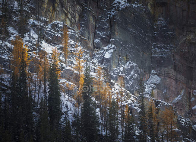 Суровый канадский пейзаж с жесткой скалой, покрытой снегом и зеленым и желтым хвойным лесом — стоковое фото