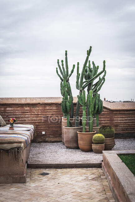 Pots en céramique avec cactus verts et canapé abîmé situé sur une ancienne terrasse contre un ciel nuageux — Photo de stock
