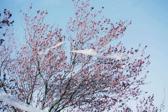 D'en bas matériau plastique transparent agitant sur le vent tout en accrochant sur les branches contre ciel bleu sans nuages polluant l'environnement — Photo de stock