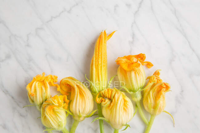 Вид зверху на свіжі жовті квіти кабачків, розташовані на білому мармуровому столі на кухні — стокове фото