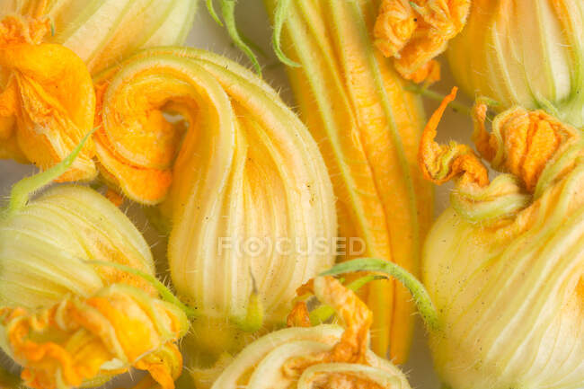 Вид зверху на свіжі жовті квіти кабачків, розташовані на білому мармуровому столі на кухні — стокове фото
