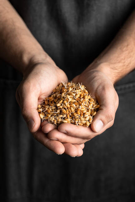 Crop male baker in black apron holding whole wheat sprouts for healthy artisan bread — Stock Photo