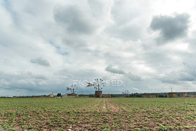 Green plants growing on plantation against cloudy sky on summer day in countryside — Stock Photo