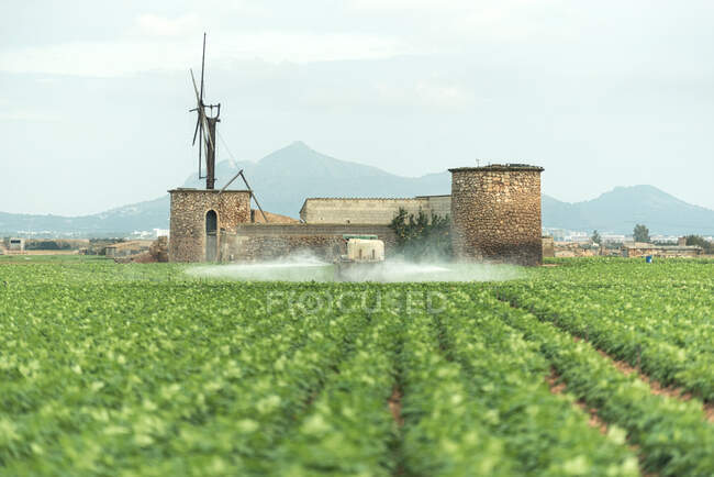 Tractor riding on field and watering green plants near ancient windmill on summer day on plantation — Stock Photo