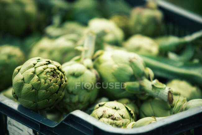Plastic containers with ripe artichokes placed on grass during harvest on summer day on plantation — Stock Photo