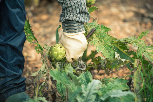 Unrecognizable person in gloves cutting ripe artichoke with knife while working on farm on summer day — Stock Photo