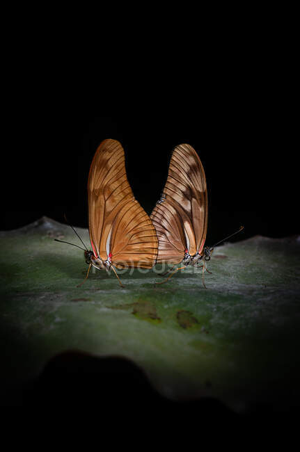 Primer plano hermosas mariposas con delgadas alas marrones sentadas sobre hoja verde sobre fondo negro en la naturaleza - foto de stock