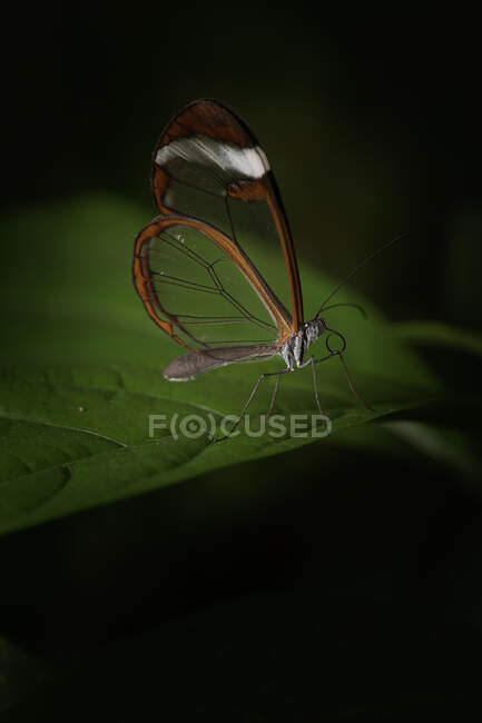 Primer plano hermosas mariposas con delgadas alas marrones sentadas sobre hoja verde sobre fondo negro en la naturaleza - foto de stock