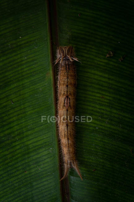 Vista superior da lagarta peluda marrom rastejando na superfície da folha verde na natureza — Fotografia de Stock