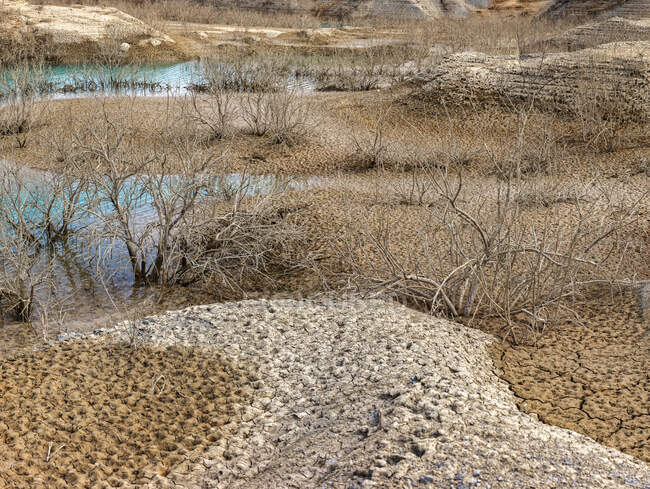 Arbustos sin hojas que crecen en suelo seco cerca de charcos de agua limpia en el embalse en Algeciras, España - foto de stock