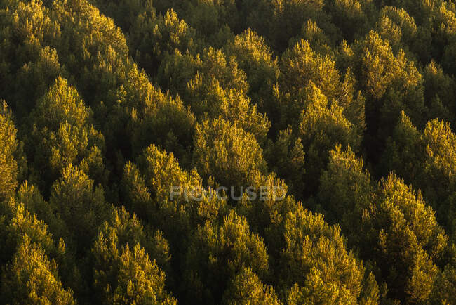 Зверху дрон вид на зелені дерева, що ростуть в лісі в сонячний день в мирній сільській місцевості — стокове фото