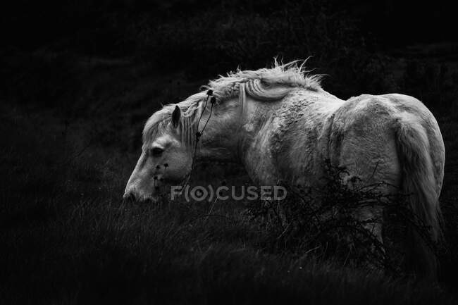 Vista lateral do cavalo branco calmo comendo grama enquanto pastoreava no campo no campo — Fotografia de Stock