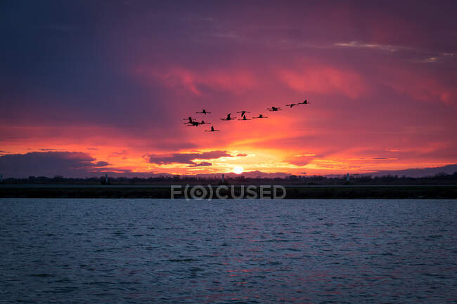 Силуэты стаи журавлиных птиц, летящих над спокойной темной водой на фоне яркого облачного неба на закате — стоковое фото