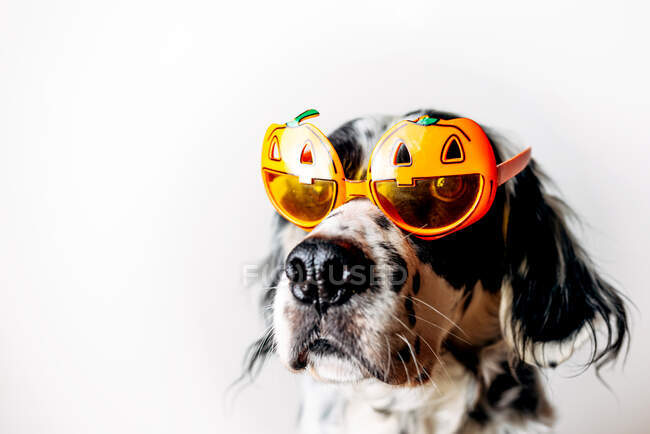 Chien repéré dans des lunettes d'Halloween — Photo de stock
