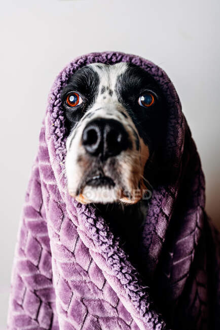 Cute dog under warm blanket — Stock Photo