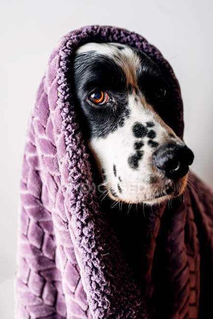 Adorable English Setter wrapped in soft violet blanket against white background — Stock Photo