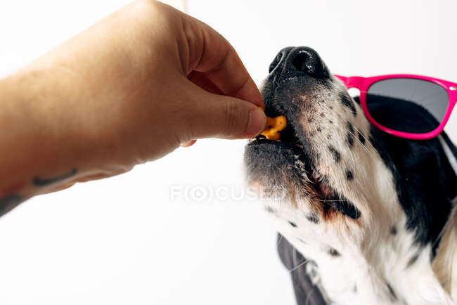 Hund nimmt Leckerbissen von anonymer Besitzerin — Stockfoto
