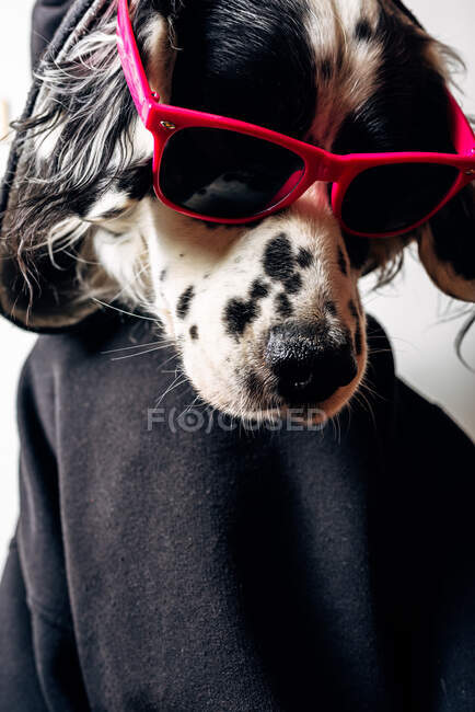 Cute dog in hoodie and sunglasses — Stock Photo