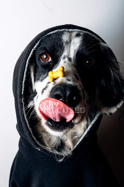 Funny English Setter in hoodie trying to lick treat from nose against white background — Stock Photo