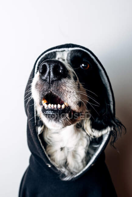 Lustiger Hund im schwarzen Kapuzenpulli — Stockfoto