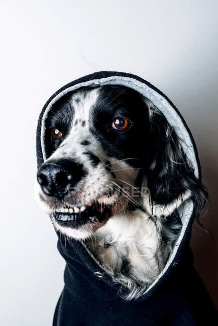 Perro divertido con capucha negra - foto de stock