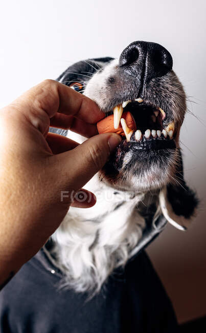 Crop person giving chewy snack to English Setter in hoodie against white wall — Stock Photo