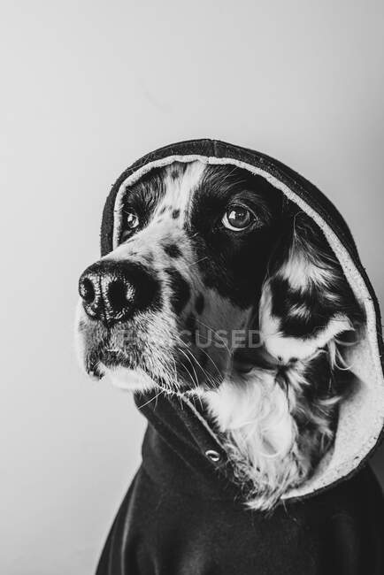 Cão engraçado com capuz preto — Fotografia de Stock