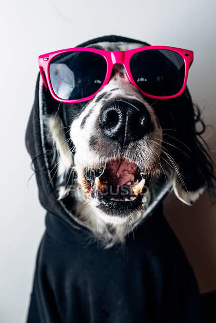 Cute dog in hoodie and sunglasses — copy space, relax - Stock Photo |  #366153848