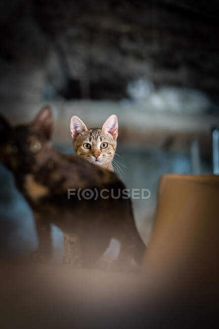 Самотні бездомні таббі-кішки на лавці — стокове фото