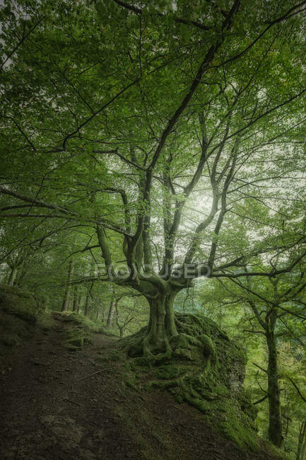 Paisagem maravilhosa com grande árvore branchy musgo coberto na encosta na floresta densa — Fotografia de Stock