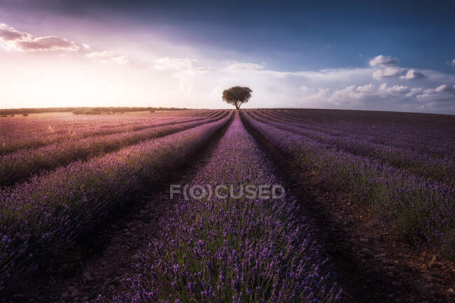 Amazing scenery of lavender field and solitary big tree at horizon at sunset — Stock Photo