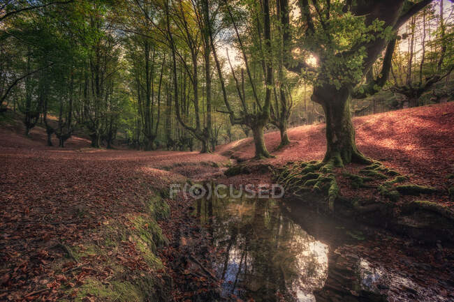 Magnifique paysage avec un grand arbre ramifié couvert de mousse sur la pente dans une forêt dense — Photo de stock