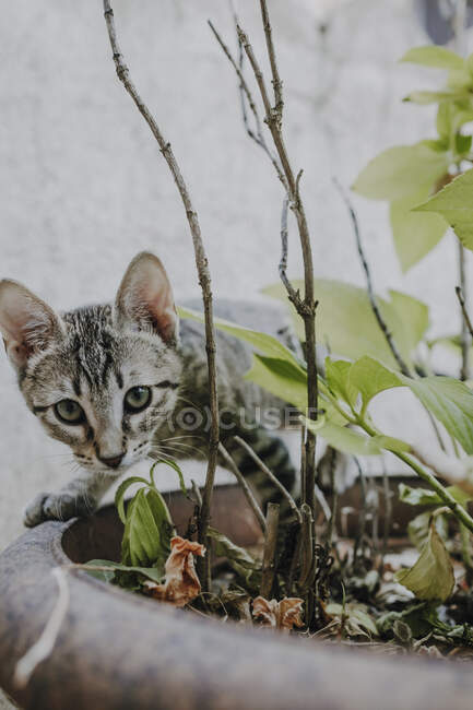 Gattino divertente in piedi su piante in vaso — Foto stock