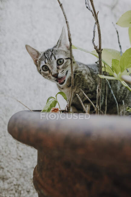 Cute little kitten licking muzzle and looking at camera while sitting in pot and eating plants — Stock Photo