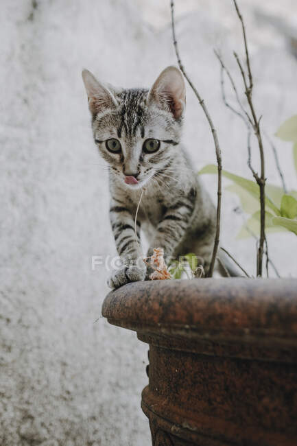 Funny kitty standing on potted plants — Stock Photo