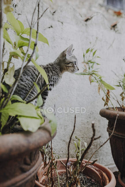 Divertido gatito de pie en macetas plantas - foto de stock