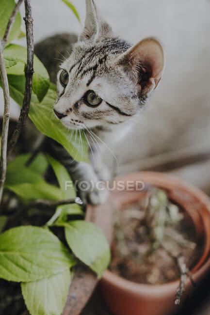 Divertido gatito de pie en macetas plantas - foto de stock