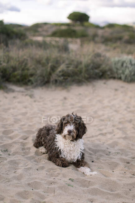 Cão manchado engraçado olhando para a câmera enquanto estava deitado na praia de areia com plantas verdes no fundo — Fotografia de Stock