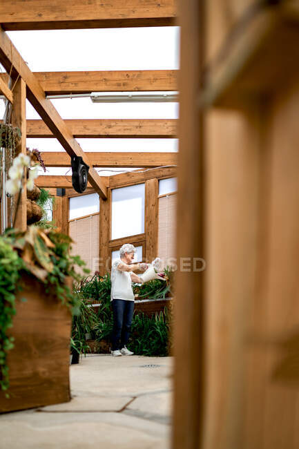 Joyeux jardinier âgé souriant et arrosant des plantes vertes sur une terrasse en bois — Photo de stock