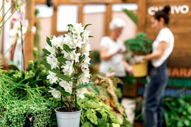 Pianta in vaso con fiori bianchi collocati vicino a fioristi femminili sfocati in serra di legno — Foto stock