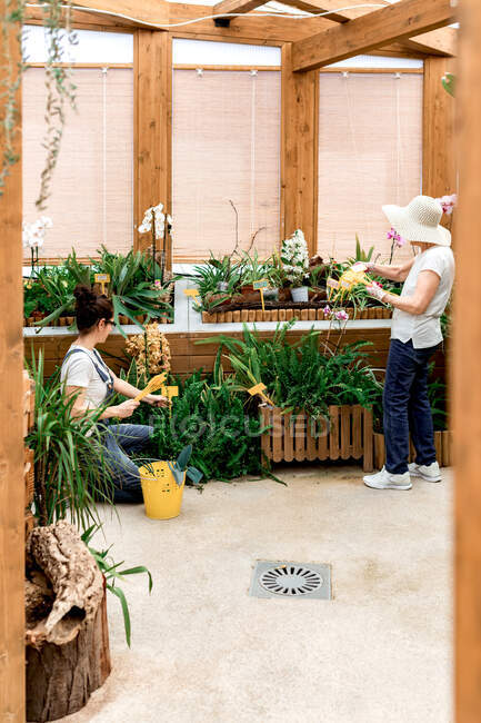 Full body adult woman and elderly lady putting yellow label sticks into pots with plants while working in hothouse — Stock Photo