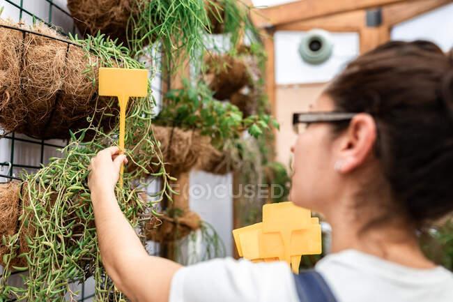 Visão traseira da senhora adulta irreconhecível borrada colocando vara de etiqueta em branco no solo com planta verde durante o trabalho no jardim interior — Fotografia de Stock