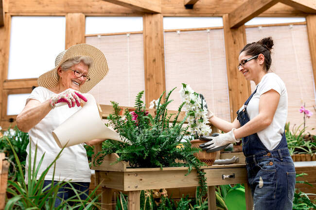 Alegre jardinero anciano sonriendo y regando plantas verdes en terraza de madera - foto de stock