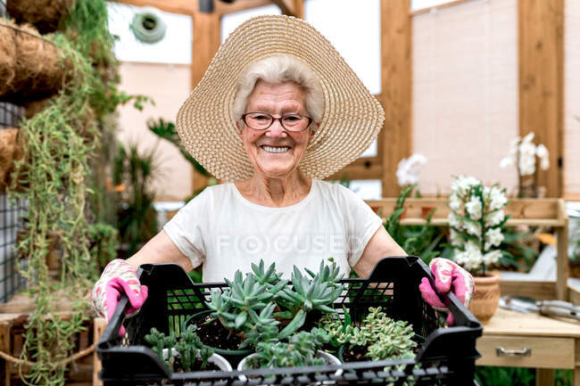 Femme âgée positive dans un chapeau et des lunettes portant une boîte en plastique avec des succulents en pot et souriant pour la caméra tout en travaillant dans une serre chaude — Photo de stock