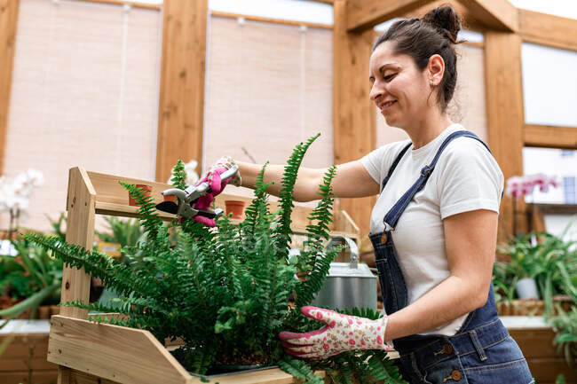 Vista laterale della felice donna bruna che sorride e taglia foglie di felce in vaso mentre lavora in serra — Foto stock