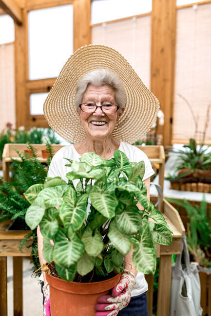 Позитивна літня жінка в капелюсі і окулярах несе горщик з великою зеленою рослиною, посміхаючись для камери, працюючи в теплиці — стокове фото