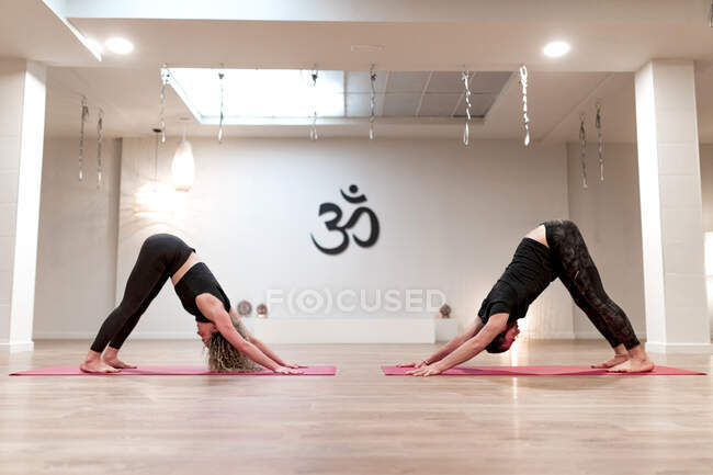 Fit barefoot woman and man in sportswear concentrating and doing downward facing dog exercise on sports mats on wooden floor against white walls of spacious studio — Stock Photo